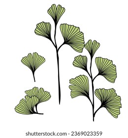 Ginkgo biloba leaves set trendy linear hand drawn style. Vector ginkgo branch. Illustration for cosmetics, medicines, organic food, wedding