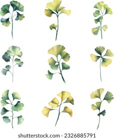 Ginkgo biloba leaves set. Watercolor hand drawn illustration.