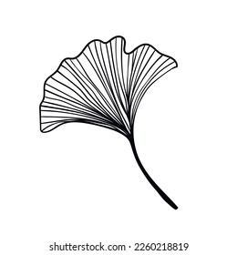 Ginkgo biloba leaves sketch. Decorative sceleton leaf. Vector hand drawn illustration. Minimal linear style.