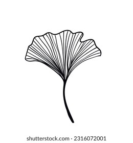 Ginkgo biloba leaves sketch. Decorative sceleton leaf. Vector hand drawn illustration. Minimal linear style.