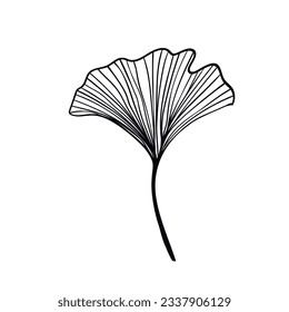 Ginkgo biloba leaves sketch. Decorative sceleton leaf. Vector hand drawn illustration. Minimal linear style.