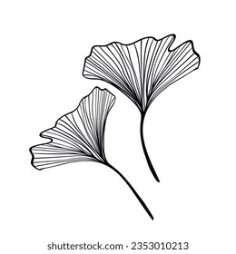 Ginkgo biloba leaves sketch. Decorative sceleton leaf. Vector hand drawn illustration. Minimal linear style.