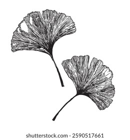 Ginkgo biloba leaves sketch. Decorative sceleton leaf. Vector hand drawn illustration. Minimal line art style.