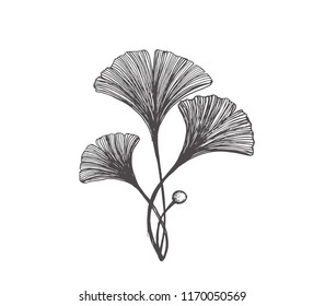 Ginkgo biloba leaves sketch isolated on white. Vector highly detailed botany illustration. Background in vintage style for wading invitations, post cards, wallpaper.