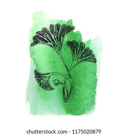 Ginkgo biloba leaves sketch isolated on green watercolor background. Vector highly detailed botany illustration. Background in vintage style for wading invitations, post cards, wallpaper.