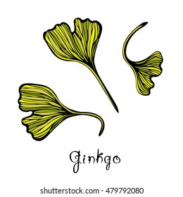 Ginkgo Biloba leaves. Sketch with title for traditional medicine, gardening or cooking design. Vector illustration.