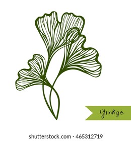 Ginkgo Biloba leaves with title. Sketch for traditional medicine, gardening or cooking design. Vector illustration.