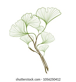 Ginkgo Biloba leaves. Traditional medicine, gardening and cooking design. Vector illustration