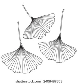 Ginkgo biloba leaves, vector botanical illustration. Chinese ginkgo tree leaf outlines, coloring book page.