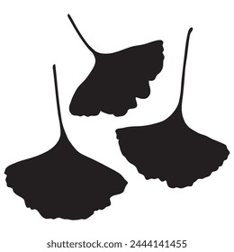 Ginkgo biloba leaves, vector botanical illustration. Chinese ginkgo tree leaf silhouettes.