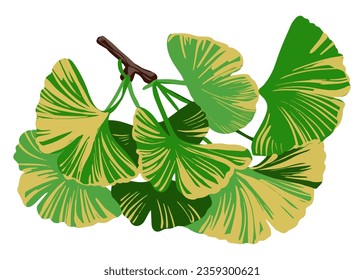 Ginkgo Biloba leaves vector color illustration