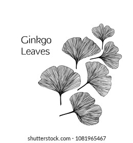 Ginkgo biloba leaves, vector hand drawn illustration