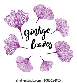 Ginkgo biloba leaves, vector hand drawn illustration with hand lettering text Ginko Leaves