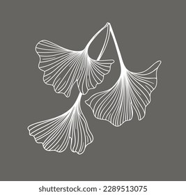 ginkgo biloba leaves, vector illustration
