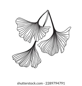ginkgo biloba leaves, vector illustration