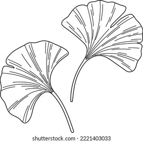 Ginkgo biloba leaves vector sketch
