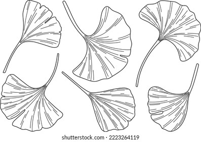 Ginkgo biloba leaves vector sketch