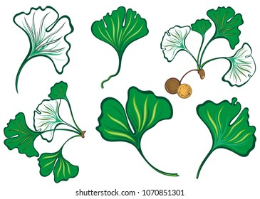 Ginkgo biloba or maidenhair tree