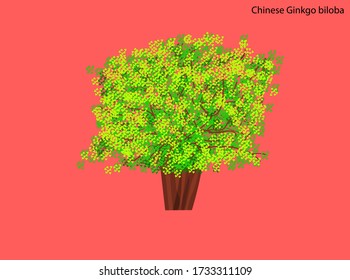 Ginkgo biloba Maidenhair tree Flat vector illustration 
