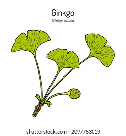 Ginkgo biloba, ginkgo or maidenhair tree. Medicinal plant. Hand drawn botanical vector illustration