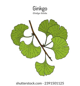 Ginkgo biloba, ginkgo or maidenhair tree. Medicinal plant. Hand drawn botanical vector illustration