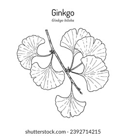 Ginkgo biloba, ginkgo or maidenhair tree. Medicinal plant. Hand drawn botanical vector illustration