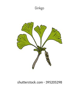 Ginkgo biloba, ginkgo or maidenhair tree. Medicinal plant. Hand drawn botanical vector illustration