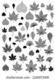 Ginkgo biloba, oak, linden, chestnut leaf set.  Vector black and white isolated realistic and silhouette objects. Botanical illustration