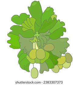 Ginkgo biloba, plant and fruit, green leaves on white background, vector