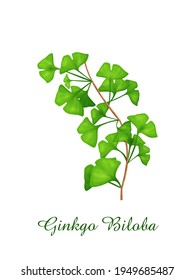 Ginkgo Biloba plant, green grasses herbs and plants collection, realistic vector illustration