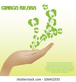 Ginkgo biloba plant in hand background