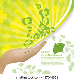 Ginkgo biloba plant in hand background 