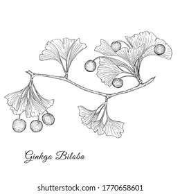 Ginkgo Biloba plant, leaf, branch, berry Made in Black on the White background. Hand drawn engraved vector sketch illustration. Ingredient for hair and body care cream, lotion, treatment, moisture.