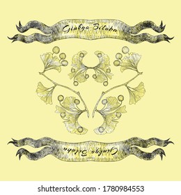 Ginkgo Biloba Plant, Leaf, Branch, Berry and Ribbon with Weathered Effect Texture. Plain Yellow Background. Hand Drawn Vector Sketch llustration. Retro Styled Card for Products with Ginkgo Biloba.