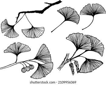 Ginkgo Biloba plant, leaf, branch, berry. Hand drawn vector sketch etch illustration. 