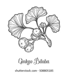 Ginkgo Biloba plant, leaf, branch, berry. Hand drawn engraved vector sketch etch illustration. Ingredient for hair and body care cream, lotion, treatment, moisture. Ginkgo Black on white background