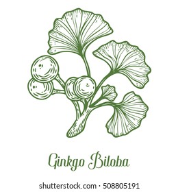 Ginkgo Biloba plant, leaf, branch, berry. Hand drawn engraved vector sketch etch illustration. Ingredient for hair and body care cream, lotion, treatment, moisture. Ginkgo Green on white background