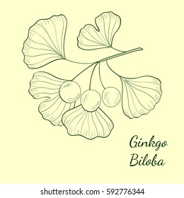 Ginkgo Biloba plant, leaf, branch, berry. Isolated on white, medicinal plant. Hand drawn sketch illustration. Ingredient for hair and body care cream, lotion, treatment.