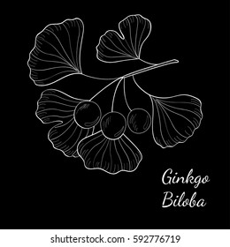 Ginkgo Biloba plant, leaf, branch, berry. Isolated on white, medicinal plant. Hand drawn sketch illustration. Ingredient for hair and body care cream, lotion, treatment.