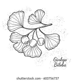 Ginkgo Biloba plant, leaf, branch, berry. Isolated on white, medicinal plant. Hand drawn sketch illustration.