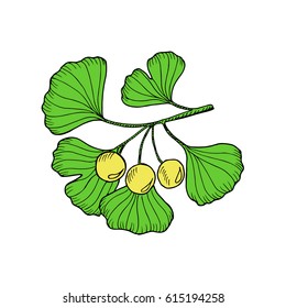 Ginkgo Biloba plant, leaf, branch, berry. Isolated on white, medicinal plant. Hand drawn sketch illustration in color. Ingredient for hair and body care cream, lotion, treatment.