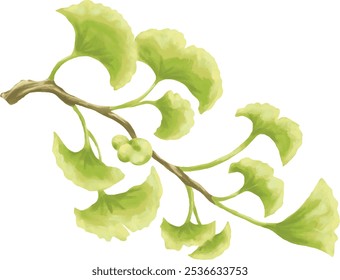 ginkgo biloba planta pintura ilustração