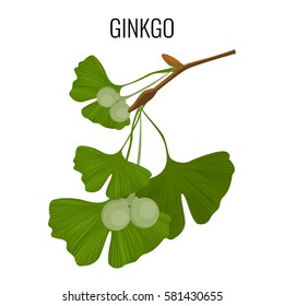 Ginkgo biloba pod with green leaves from ancient isolated on white. Vector illustration of hand drawn ayurvedic ginkgo plant. Healthy ingredient that is used in medicine for disease treatment