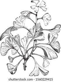 Ginkgo biloba or Pterophyllus salisburiensis, Ginkgo or Maidenhair Tree, vintage wood engraving. Old engraved illustration of Ginkgo leaves, isolated vector. Trousset (1885 - 1891)