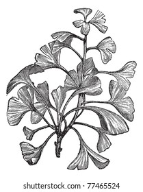 Ginkgo biloba or Salisburia adiantifolia or Pterophyllus salisburiensis or Ginkgo or Maidenhair Tree, vintage engraving. Old engraved illustration of Ginkgo, isolated on a white background. Trousset