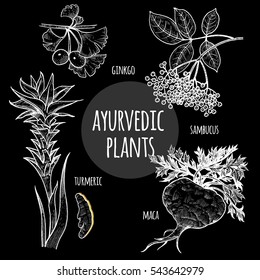 Ginkgo biloba, sambucus, turmeric, maca graphics chalk on a blackboard. Vector set illustration medical Ayurvedic herbs and plants. Natural supplements, concept beauty and health. Black and white