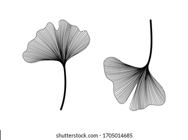 Conjunto de ginkgo biloba isolado no fundo branco. Folhas desenhadas à mão. Ilustração botânica em vetor preto e branco