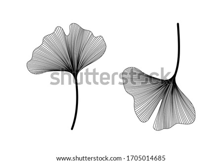 Ginkgo biloba set isolated on white background. Hand drawn leaves.  Vector black and white botanical illustration