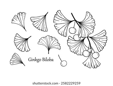 Ginkgo Biloba set. Leaves, berries and a sprig of Ginkgo Biloba. Vector illustration of a medicinal plant with an inscription. Handmade drawing with a black pen. Isolated elements on a white backgroun