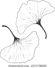 Ginkgo biloba sketch leaves vector hand drawn black and white botanical illustration